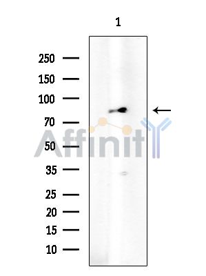 Hsp90 alpha Mouse Monoclonal Antibody - Western blot analysis of extracts from HUVEC cells, using Hsp90 alpha Mouse Monoclonal Antibody at 1/1000 dilution.