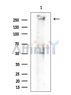 YB1 Antibody - Western blot analysis of extracts from Mouse testis, using YB1 Antibody at 1/1000 dilution.