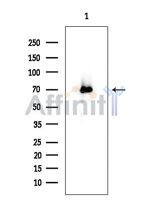 CAMK5 Antibody - Western blot analysis of extracts from Rat brain, using CAMK5 Antibody at 1/1000 dilution.