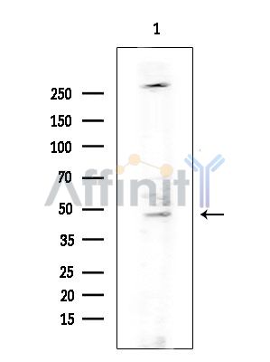 BRP16 Antibody - Western blot analysis of extracts from COLO205 cells(heat-shock treatment), using BRP16 Antibody at 1/1000 dilution.