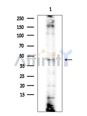 KCNK15 Antibody - Western blot analysis of extracts from Mouse testis, using KCNK15 Antibody at 1/1000 dilution.
