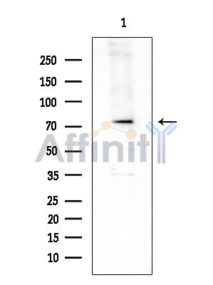 RHG18 Antibody - Western blot analysis of extracts from Mouse testis, using RHG18 Antibody at 1/1000 dilution.