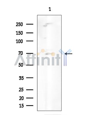SLC5A2 Antibody - Western blot analysis of extracts from Mouse testis, using SLC5A2 Antibody at 1/1000 dilution.