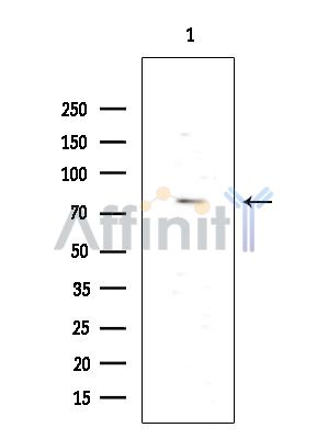 SLC44A1 Antibody - Western blot analysis of extracts from Mouse testis, using SLC44A1 Antibody at 1/1000 dilution.