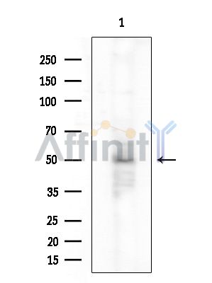 APOBEC3G Antibody - Western blot analysis of extracts from Mouse testis, using APOBEC3G Antibody at 1/1000 dilution.