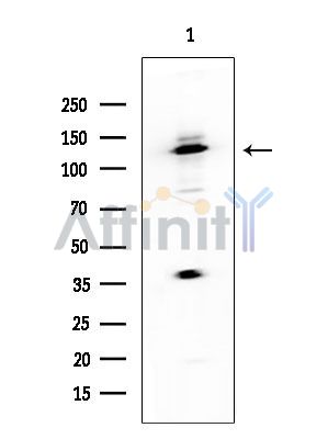 PELP1 Antibody - Western blot analysis of extracts from Rat brain, using PELP1 Antibody at 1/1000 dilution.