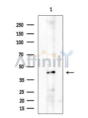 BCL2L14 Antibody - Western blot analysis of extracts from COLO205 cells(heat-shock treatment), using BCL2L14 Antibody at 1/1000 dilution.