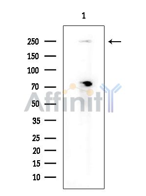 GON4L Antibody - Western blot analysis of extracts from COLO205 cells(heat-shock treatment), using GON4L Antibody at 1/1000 dilution.