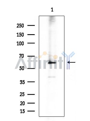 NF-kB p65 Antibody - Western blot analysis of extracts from Mouse testis, using NF-kB p65 Antibody at 1/1000 dilution.