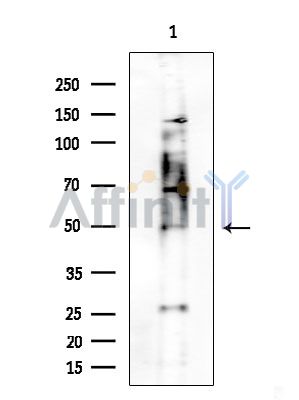 BMP2 Antibody - Western blot analysis of extracts from COLO205 cells(heat-shock treatment), using BMP2 Antibody at 1/1000 dilution.