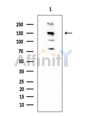NFAT4 Mouse Monoclonal Antibody - Western blot analysis of extracts from Mouse brain, using NFAT4 Mouse Monoclonal Antibody at 1/1000 dilution.