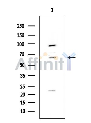 C-RAF Mouse Monoclonal Antibody - Western blot analysis of extracts from COLO205 cells, using C-RAF Mouse Monoclonal Antibody at 1/1000 dilution.