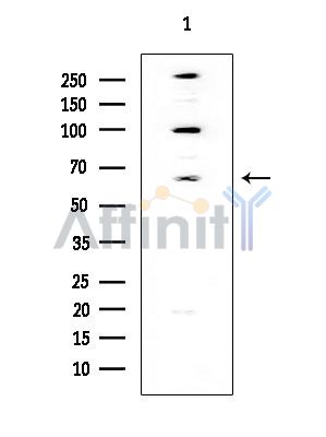 C-RAF Mouse Monoclonal Antibody - Western blot analysis of extracts from Hela cells, using C-RAF Mouse Monoclonal Antibody at 1/1000 dilution.