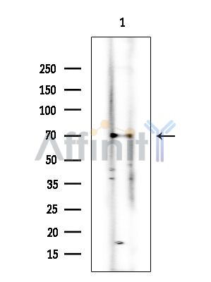 Ku70/80 Mouse Monoclonal Antibody - Western blot analysis of extracts from Rat muscle, using Ku70/80 Mouse Monoclonal Antibody at 1/1000 dilution.