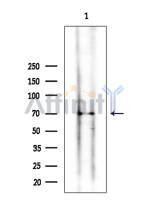 Ku70/80 Mouse Monoclonal Antibody - Western blot analysis of extracts from Rat heart, using Ku70/80 Mouse Monoclonal Antibody at 1/1000 dilution.