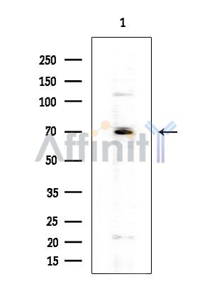 UL97 Antibody - Western blot analysis of extracts from Mouse testis, using UL97 Antibody at 1/1000 dilution.