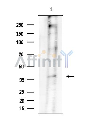 STAP-2 Antibody - Western blot analysis of extracts from Rat brain, using STAP-2 Antibody at 1/1000 dilution.