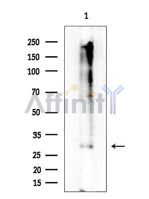 GPR26 Antibody - Western blot analysis of extracts from Mouse testis, using GPR26 Antibody at 1/1000 dilution.