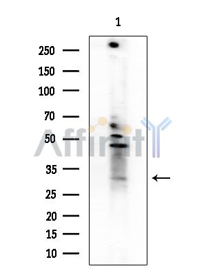 OR1L3 Antibody - Western blot analysis of extracts from Rat brain, using OR1L3 Antibody at 1/1000 dilution.