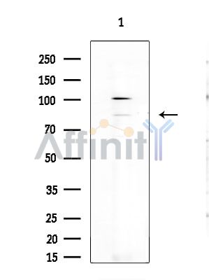 ZNF541 Antibody - Western blot analysis of extracts from Rat brain, using ZNF541 Antibody at 1/1000 dilution.