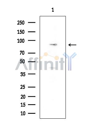 RASA3 Antibody - Western blot analysis of extracts from Rat brain, using RASA3 Antibody at 1/1000 dilution.