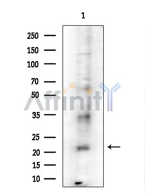 PRSS33 Antibody - Western blot analysis of extracts from Mouse testis, using PRSS33 Antibody at 1/1000 dilution.