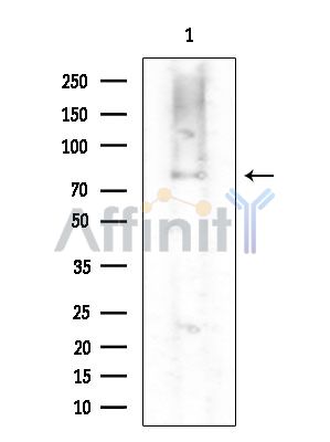 SLC5A2 Antibody - Western blot analysis of extracts from Mouse testis, using SLC5A2 Antibody at 1/1000 dilution.