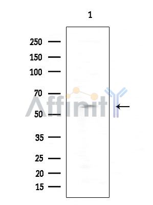 SNX3 Antibody - Western blot analysis of extracts from EC343(heat-shock treatment), using SNX3 Antibody at 1/1000 dilution.