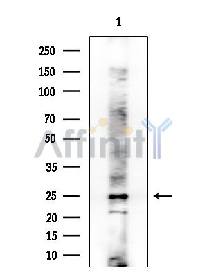 TCEAL1 Antibody - Western blot analysis of extracts from Rat brain, using TCEAL1 Antibody at 1/1000 dilution.
