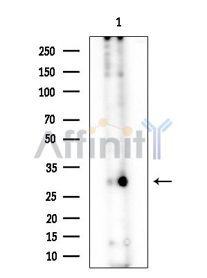 OR89 Antibody - Western blot analysis of extracts from Mouse testis, using OR89 Antibody at 1/1000 dilution.