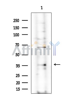 OR89 Antibody - Western blot analysis of extracts from EC304 cells(heat-shock treatment), using OR89 Antibody at 1/1000 dilution.