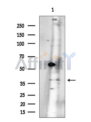 OR3A2 Antibody - Western blot analysis of extracts from EC304 cells(heat-shock treatment), using OR3A2 Antibody at 1/1000 dilution.