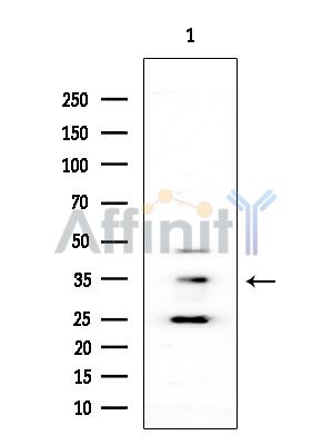 OR4K3 Antibody - Western blot analysis of extracts from COLO205 cells(heat-shock treatment), using OR4K3 Antibody at 1/1000 dilution.
