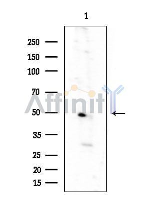 OR52A1 Antibody - Western blot analysis of extracts from EC343(heat-shock treatment), using OR52A1 Antibody at 1/1000 dilution.