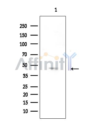 OR52A5 Antibody - Western blot analysis of extracts from Rat brain, using OR52A5 Antibody at 1/1000 dilution.