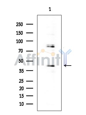 OR52E4 Antibody - Western blot analysis of extracts from Mouse testis, using OR52E4 Antibody at 1/1000 dilution.