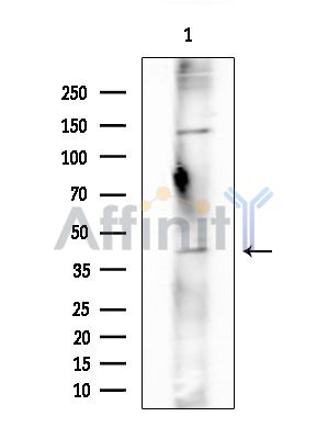 OR2F2 Antibody - Western blot analysis of extracts from Rat brain, using OR2F2 Antibody at 1/1000 dilution.