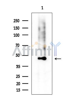 CD86 Antibody - Western blot analysis of extracts from Mouse testis, using CD86 Antibody at 1/1000 dilution.
