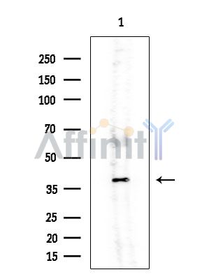 SUMO2 Antibody - Western blot analysis of extracts from Rat brain, using SUMO2 Antibody at 1/1000 dilution.