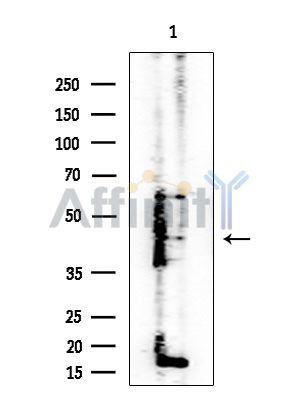 TRIM29 Antibody - Western blot analysis of extracts from Rat brain, using TRIM29 Antibody at 1/1000 dilution.