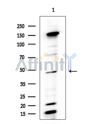 TPBG Antibody - Western blot analysis of extracts from Mouse testis, using TPBG Antibody at 1/1000 dilution.