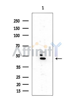 SSB Antibody - Western blot analysis of extracts from Mouse testis, using SSB Antibody at 1/1000 dilution.