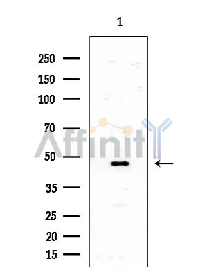 SSB Antibody - Western blot analysis of extracts from COLO205 cells(heat-shock treatment), using SSB Antibody at 1/1000 dilution.
