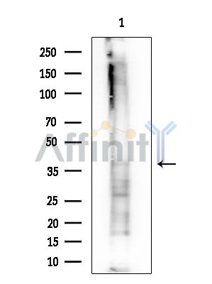 OLIG1 Antibody - Western blot analysis of extracts from COLO205 cells(heat-shock treatment), using OLIG1 Antibody at 1/1000 dilution.