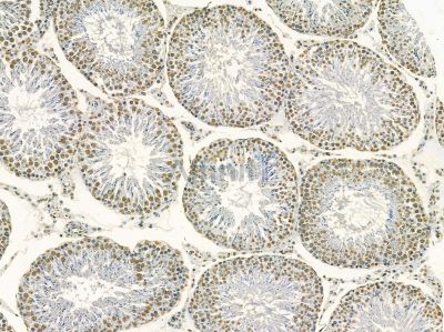 MKK3/MKK6 Mouse Monoclonal Antibody - BF8429 at 1/100 staining rat testis tissue by IHC-P.