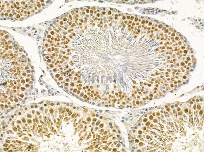 DDX39 Mouse Monoclonal Antibody - BF8487 at 1/100 staining rat testis tissue by IHC-P.