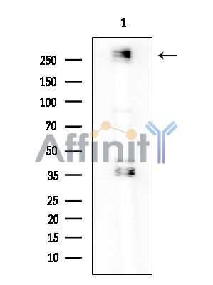 CUL9 Antibody - Western blot analysis of extracts from mouse testis tissue, using CUL9 Antibody.