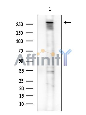 CUL9 Antibody - Western blot analysis of extracts from PC12 cells, using CUL9 Antibody.