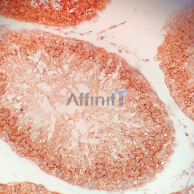 DDX4 Antibody - AF4098 at 1/20 staining rat testis sections by IHC-P.