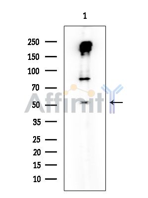 p53 Mouse Monoclonal Antibody - Western blot analysis of extracts from Mouse muscle, using p53 Mouse Monoclonal Antibody at 1/1000 dilution.